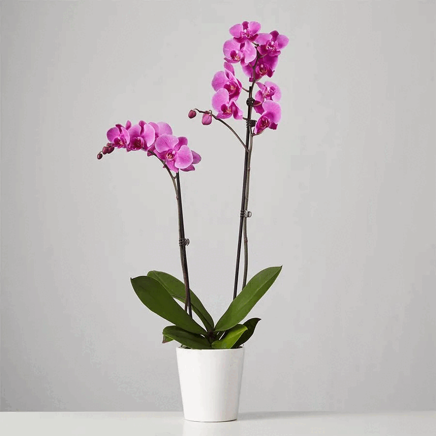 Purple Orchid